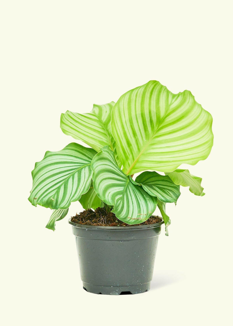 Velvet Leaf Philodendron in a nursery pot with soft, shimmering leaves, perfect for adding elegance to any kitchen space.