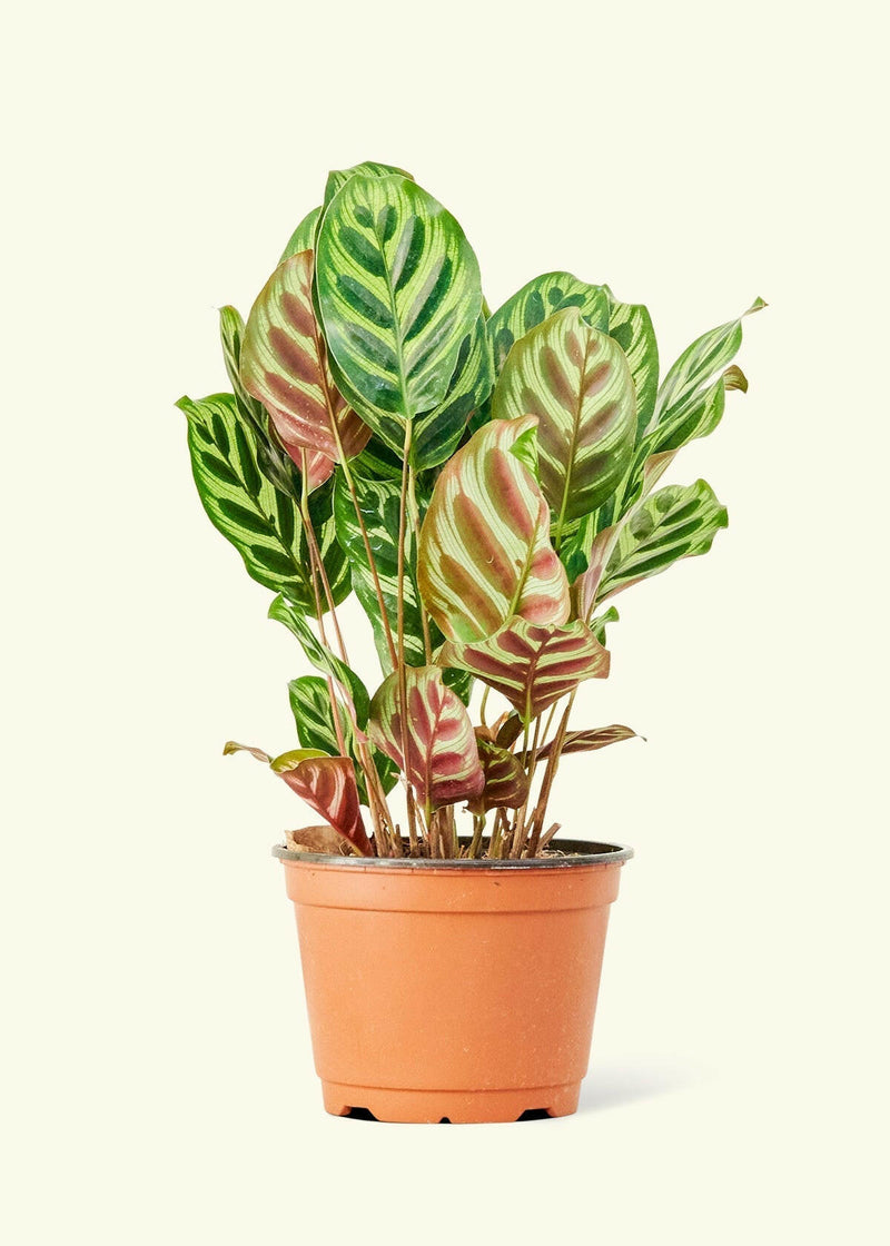 Velvet Leaf Philodendron in a nursery pot, showcasing soft, shimmering leaves with pink new growth, ideal for adding elegance to your kitchen space.