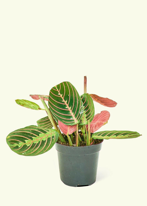Velvet Leaf Philodendron in a flowerpot, showcasing its soft, shimmering foliage, ideal for adding elegance to any kitchen space. Perfect for those who appreciate minimal care plants.