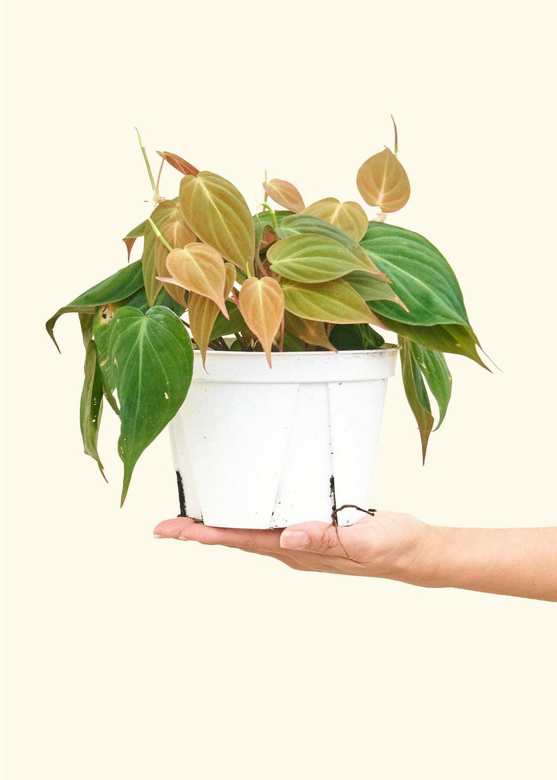 Velvet Leaf Philodendron in a nursery pot, held by a hand, showcasing its soft, shimmering leaves and rich foliage, perfect for adding greenery to your kitchen space.