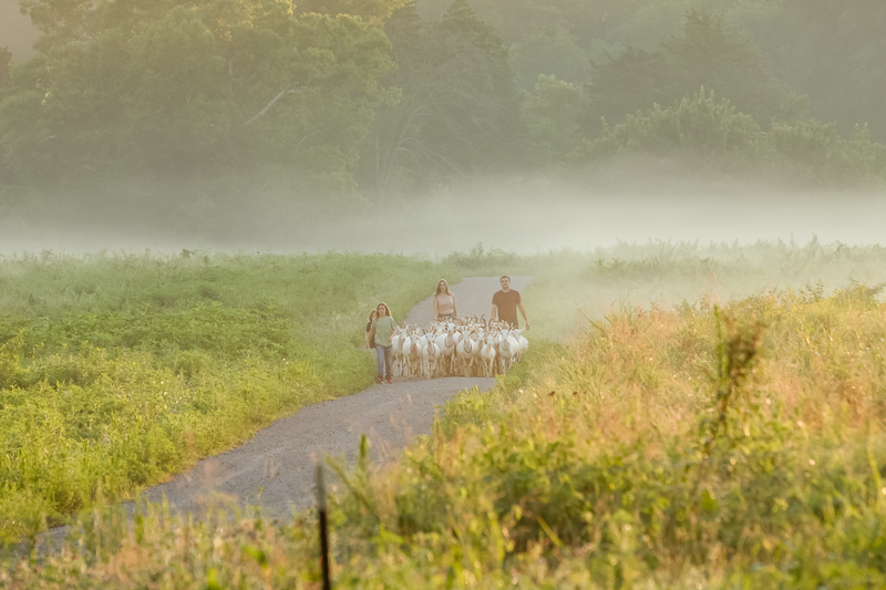 Little Seed Farm | Elasticity Serum