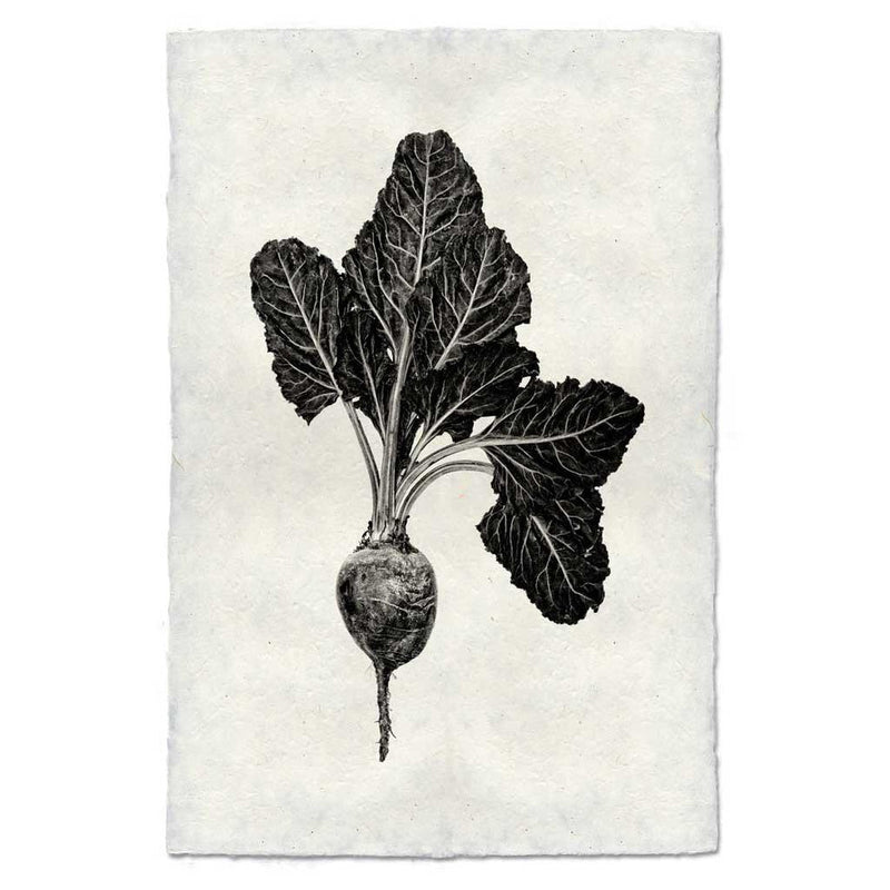 Barloga Studios | Red Beet on Nepalese Hand-Made Paper, 9x14 inches