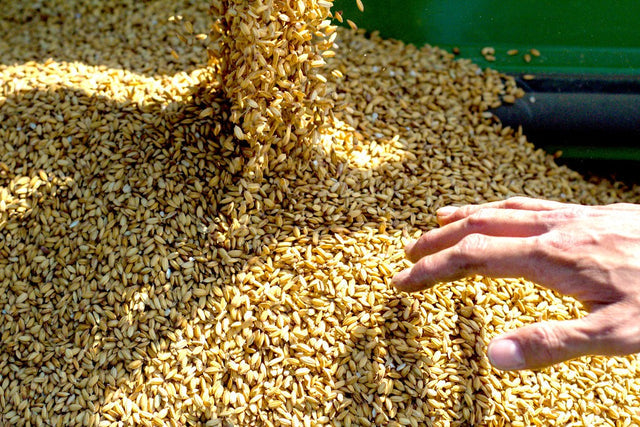 Zia Pia | Carnaroli Rice by gli Aironi