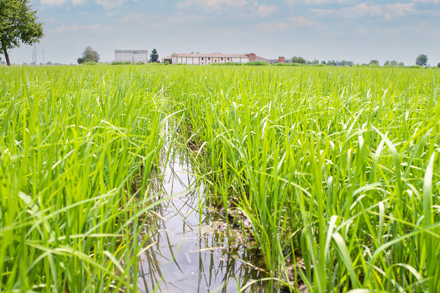 Zia Pia | Carnaroli Rice by gli Aironi