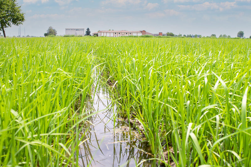 Zia Pia | Carnaroli Rice by gli Aironi