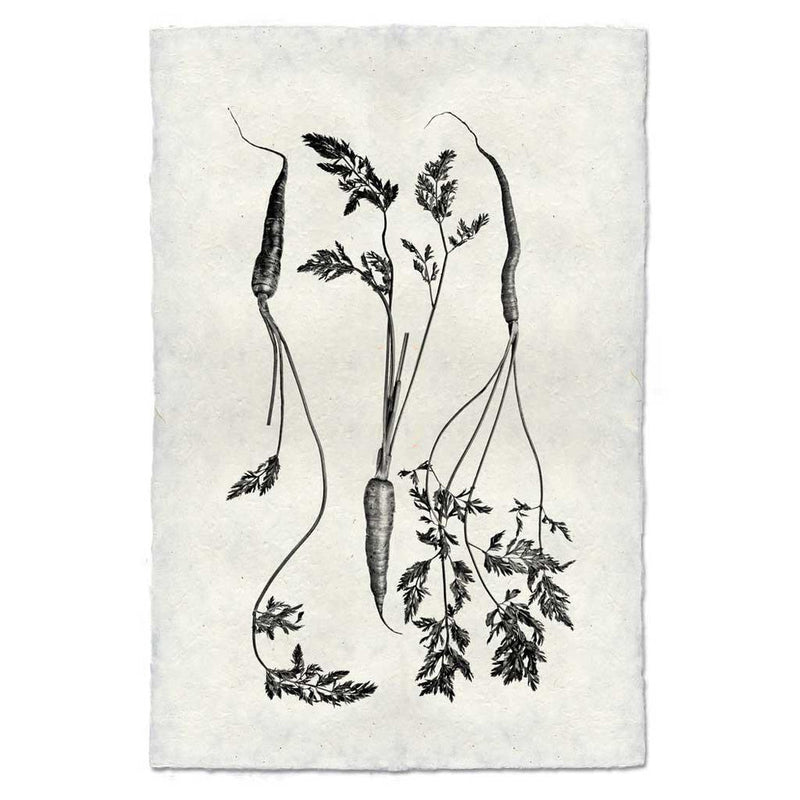 Barloga Studios | Three Carrots on Nepalese Hand-Made Paper, 9x14 inches