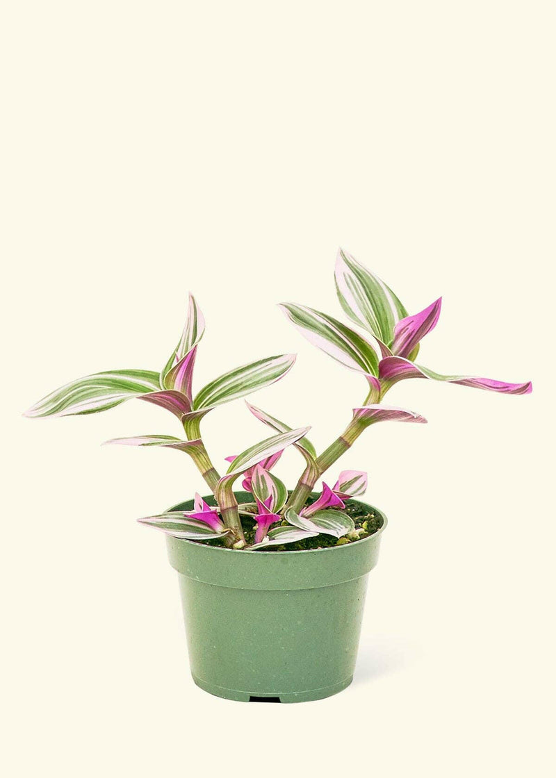 Rooted | Tradescantia 'Nanouk' in a green nursery pot, showcasing vibrant variegated leaves. Ideal for adding a botanical touch to your kitchen space.