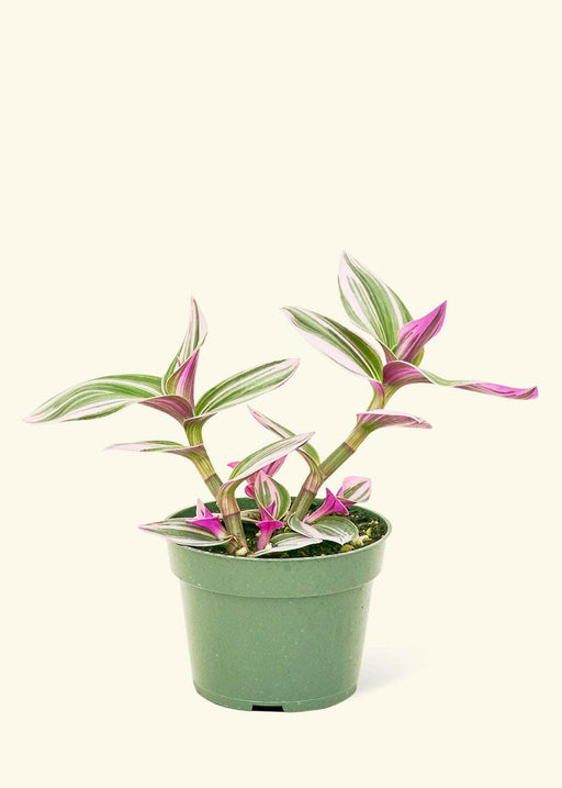 Rooted | Tradescantia 'Nanouk' in a green nursery pot, showcasing vibrant variegated leaves. Ideal for adding a botanical touch to your kitchen space.