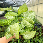 Thorsen's Greenhouse - Assorted Butterfly Syngonium plant in a hand, showcasing its distinctive arrow-shaped leaves, arrives in a 3 pot.