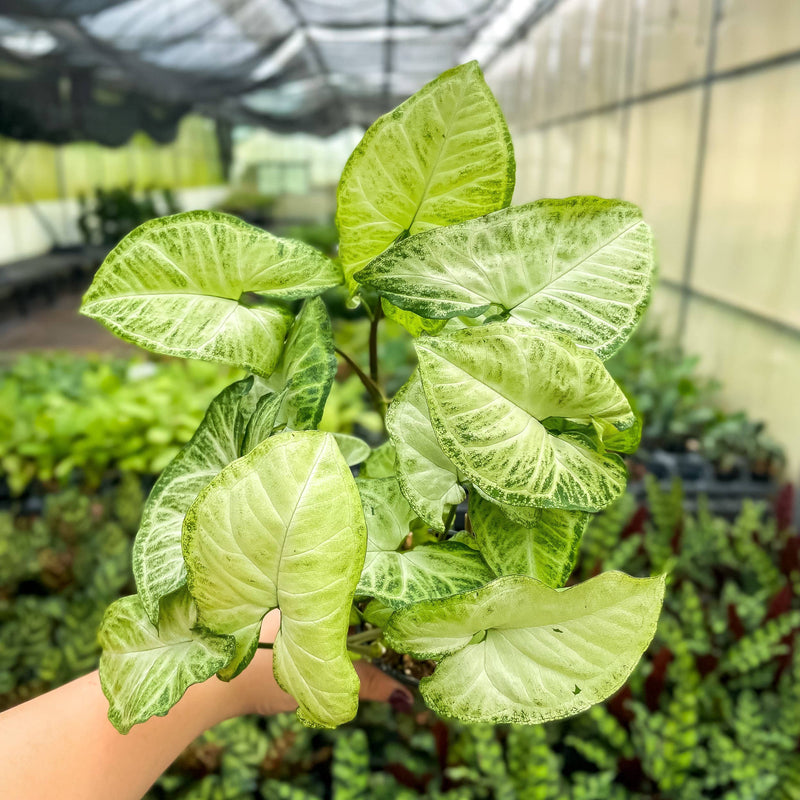 Thorsen's Greenhouse - Assorted Butterfly Syngonium plant in a hand, showcasing its distinctive arrow-shaped leaves, arrives in a 3 pot.