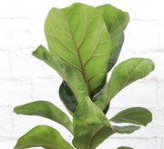 Fiddle Leaf Fig plant with large, glossy leaves, available in a 4 pot, perfect for elevating home decor. Arrives in a plastic grower's pot.