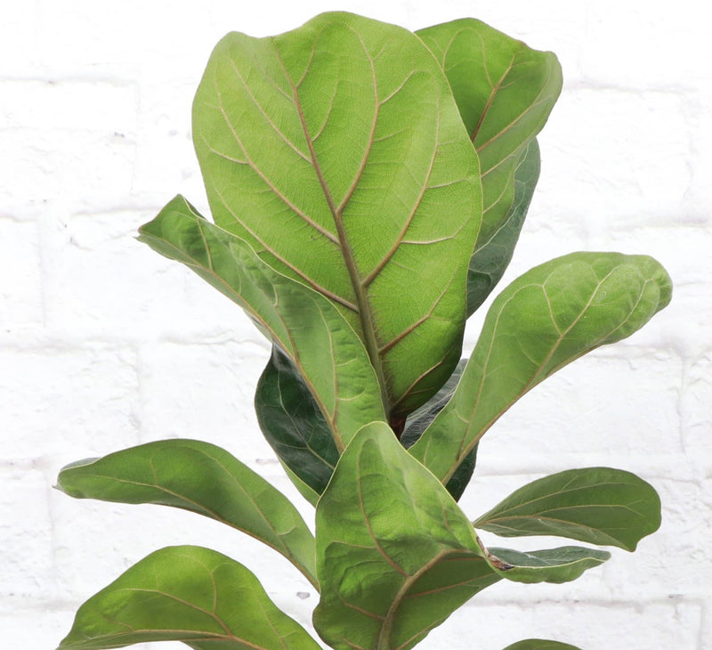 Fiddle Leaf Fig plant with large, glossy leaves, available in a 4 pot, perfect for elevating home decor. Arrives in a plastic grower's pot.