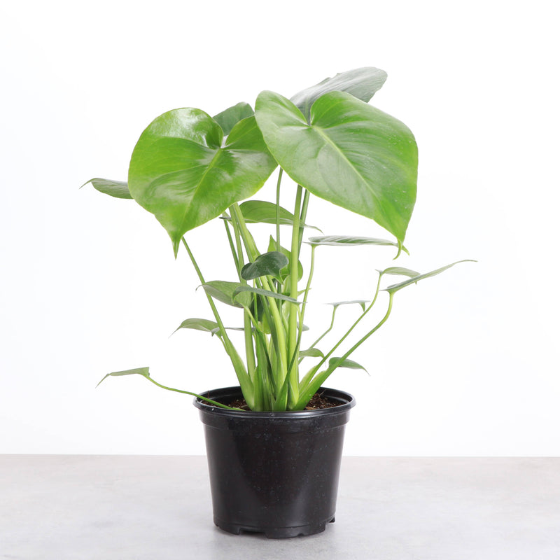 Monstera Deliciosa in a 4 plastic pot, showcasing its large, fenestrated leaves, fitting for indoor decor.