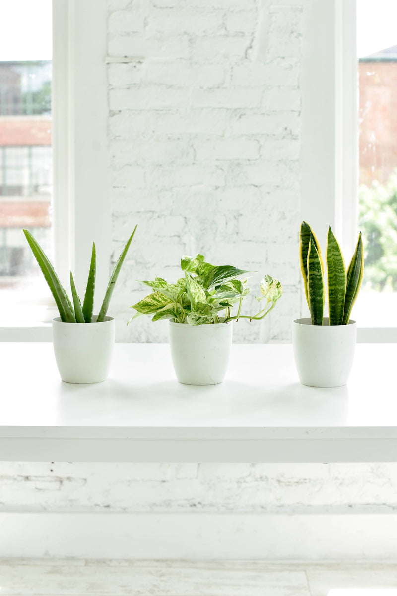 Marble Queen Pothos plant with variegated leaves in a 4 pot, displayed among other potted plants on a white table.