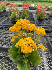 Thorsen's Greenhouse - Flowering Calandiva - Kalanchoe, featuring vibrant yellow blooms, in a 4 growers pot, perfect for gifting or brightening indoor spaces.