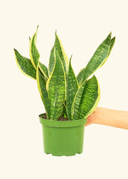 Rooted - Snake Plant 'Laurentii' in a green pot, held by a hand, showcasing its lush leaves. Ideal for enhancing kitchen aesthetics.