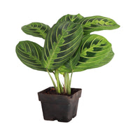 Lemon Lime Prayer Plant in a 4 pot, showcasing vibrant green striping on darker leaves, ideal for trailing growth and safe for pets.