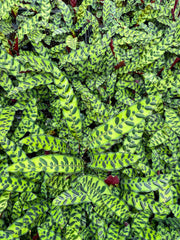 Thorsen's Greenhouse - Calathea Rattlesnake - Live Plant: 4 Pot, featuring elongated, vibrant leaves, shown in a close-up highlighting its unique pattern.