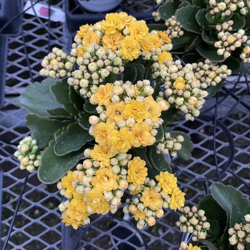 Thorsen's Greenhouse - Flowering Calandiva - Kalanchoe: Yellow flowers in a 4 pot, showcasing vibrant clusters perfect for gifts.