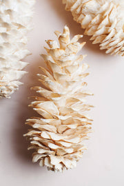 Idlewild Floral Co. - Giant White Sugar Pine Cone, a bleached decorative piece, ideal for enhancing home decor, shown with fanned scales against a neutral backdrop.