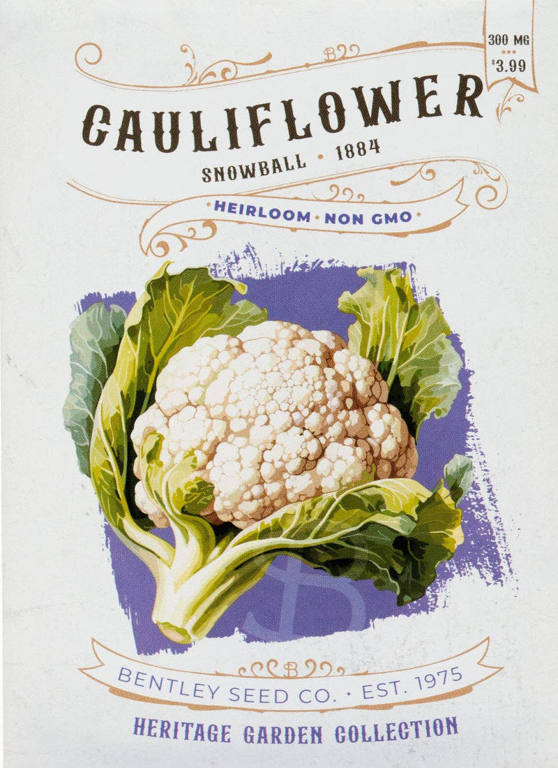 Bentley Seed Co. - Cauliflower-Snowball 1884 vintage-style seed packet label with heirloom details, watercolor illustration, and growing instructions, priced at $3.99.