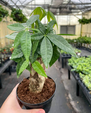Hand holding Thorsen's Greenhouse Money Tree in a 4 pot, showcasing lush green leaves, ideal for adding positive energy to your kitchen space.