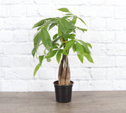 Thorsen's Greenhouse - Money Tree: Potted Pachira aquatica houseplant, 7-9 tall, in a 4 growers pot with drainage, perfect for enhancing indoor spaces.