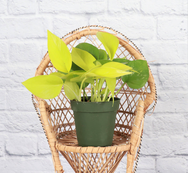 Thorsen's Greenhouse - Neon Pothos Plant in a 3 pot, displayed on a wicker chair, showcasing vibrant leaves ideal for indoor decor.