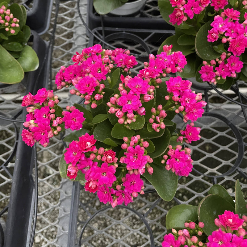 Flowering Calandiva Kalanchoe in a 4-inch pot, showcasing vibrant clusters of double-petaled pink flowers, perfect for gifting.