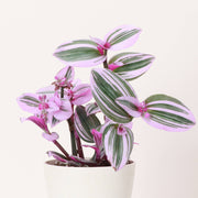 Tradescantia Nanouk 4 live plant with pink, green, and purple leaves in a plastic pot, perfect for indoor or outdoor settings.