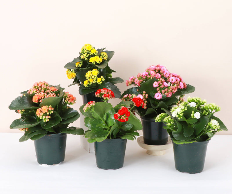 Thorsen's Greenhouse - Flowering Calandiva - Kalanchoe: A vibrant potted plant with double-petaled flowers in a 4 pot, ideal for gifting.