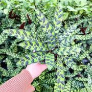Calathea Rattlesnake plant in a hand, showcasing its unique elongated leaves in a 4 pot from Thorsen's Greenhouse. Ideal for indoor decor.
