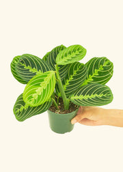 Rooted - Lemon Lime Prayer Plant in a 4 pot, held in a hand, showcasing lush green leaves, ideal for indoor decor.