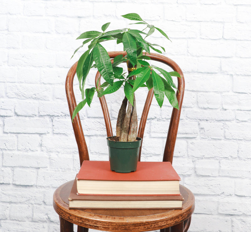 Thorsen's Greenhouse - Money Tree - 4 Live Plant: Braid in a pot displayed on a stack of books on a chair, showcasing its decorative potential.