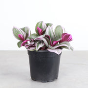 Tradescantia Nanouk in a black pot, showcasing vibrant pink, green, and purple leaves, perfect for adding lively color to indoor spaces.