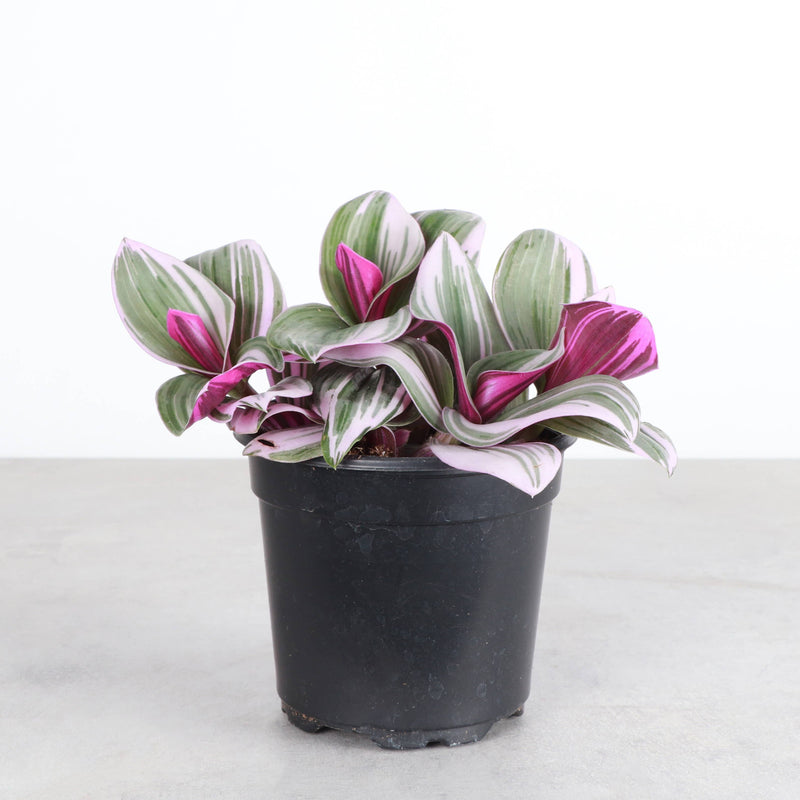 Tradescantia Nanouk in a black pot, showcasing vibrant pink, green, and purple leaves, perfect for adding lively color to indoor spaces.