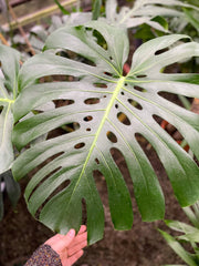 Monstera Deliciosa plant with fenestrated leaves, close-up view, held in hand, in a 4 growers pot, from Thorsen's Greenhouse.