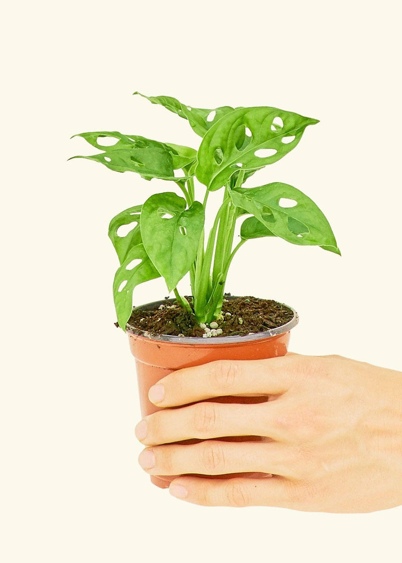 Hand holding a potted Monstera adansonii, known as Swiss Cheese Vine, in a nursery pot, showcasing its lush foliage.