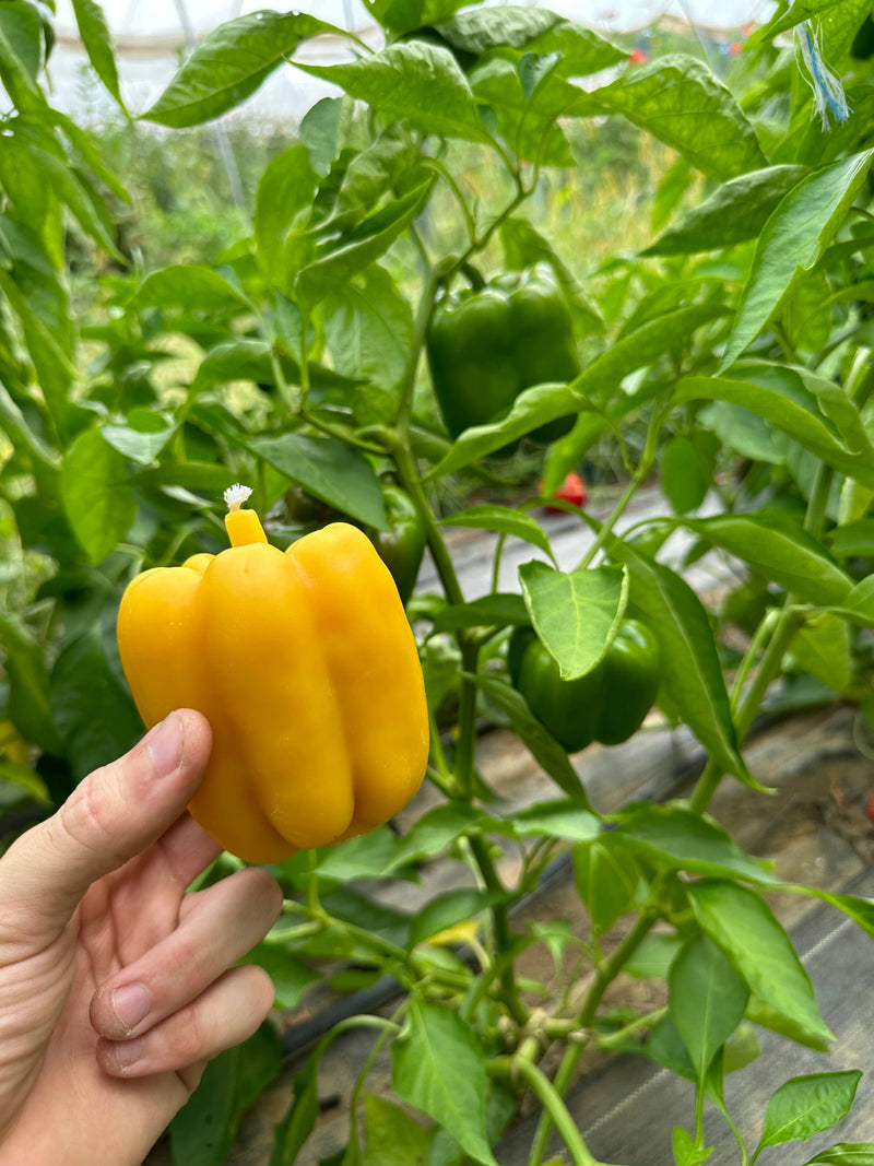 Hand holding Artifaqt - Bell Pepper Beeswax Candle: Red, inspired by Kneehigh Farm's peppers, showcasing its natural beeswax composition for a clean, long-lasting burn.