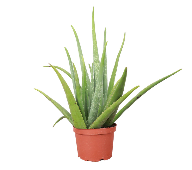 Thorsen's Greenhouse - Aloe Vera Plant in a 4 pot, showcasing lush green leaves, ideal for home decor or as a beginner-friendly houseplant.