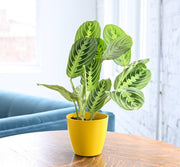 Lemon Lime Prayer Plant in a 4 yellow pot on a table, showcasing its distinctive green leaves with bright striping. Ideal for indoor decoration.