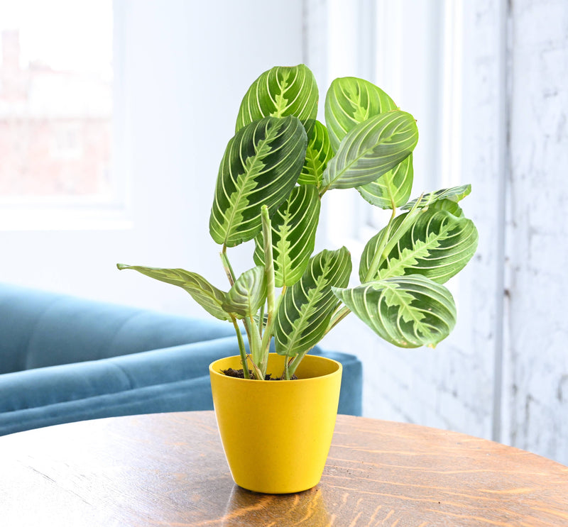 Lemon Lime Prayer Plant in a 4 yellow pot on a table, showcasing its distinctive green leaves with bright striping. Ideal for indoor decoration.