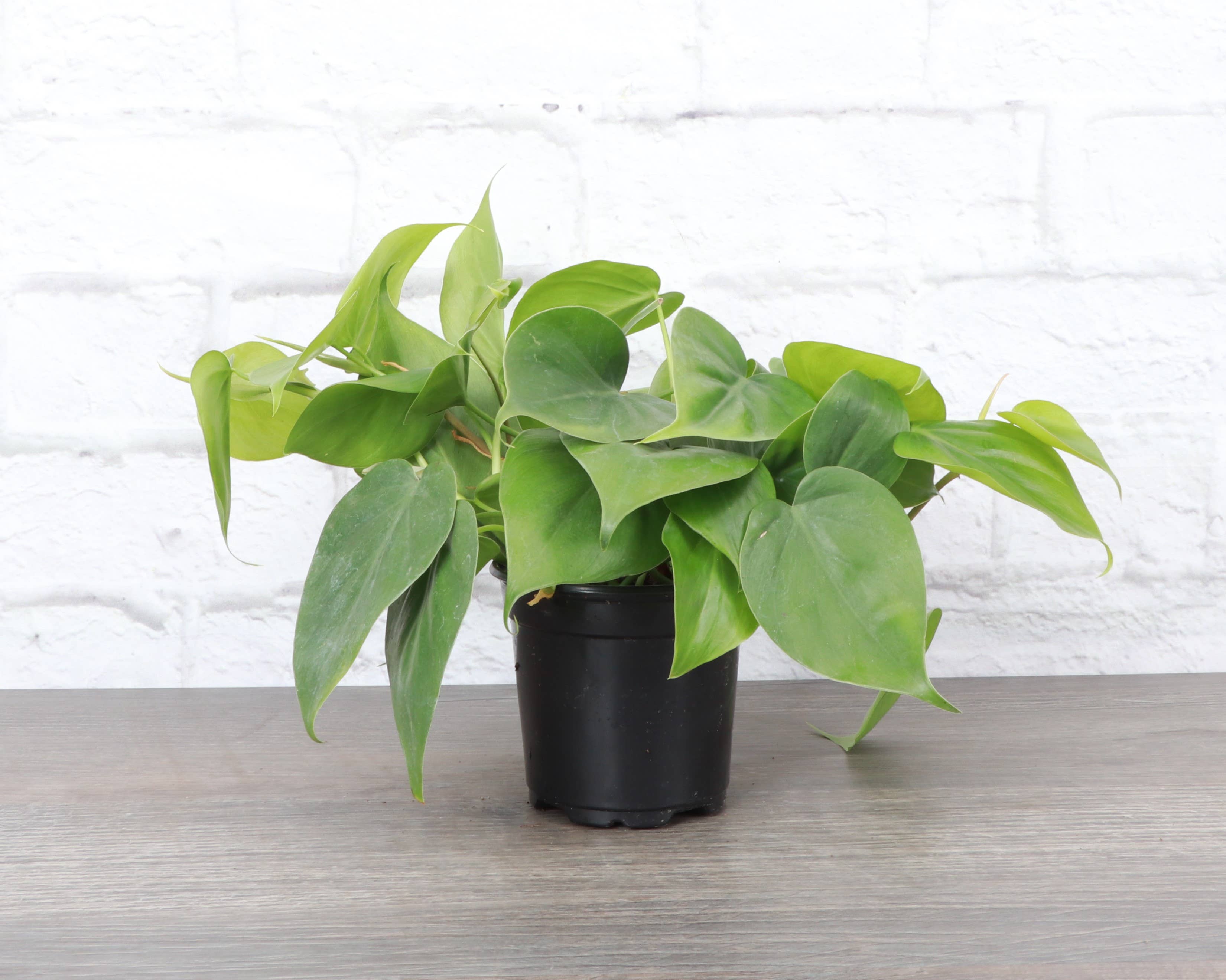 Thorsen's Greenhouse Heartleaf Philodendron - Thumbnail 3