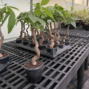 Thorsen's Greenhouse Money Tree in a 4 pot, featuring braided trunks among other potted plants, embodies positive energy and feng shui.