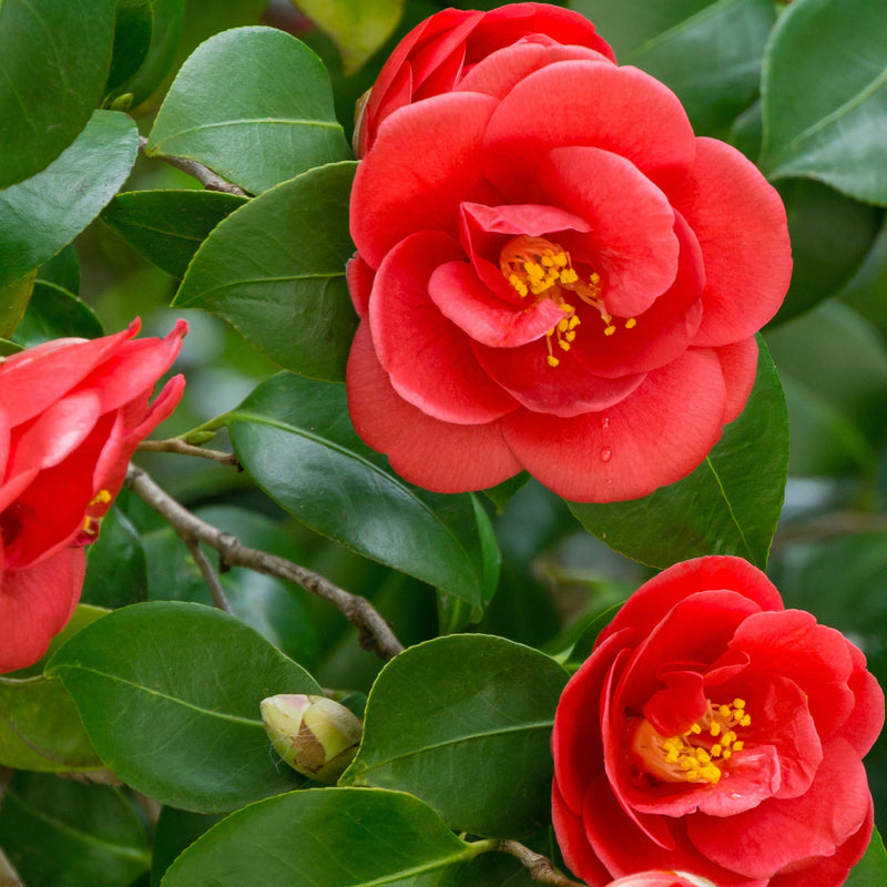 Los Poblanos | Lavender Skin Care Oil