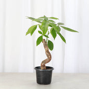 Thorsen's Greenhouse - Money Tree in a 4 grower's pot, showcasing lush green leaves, ideal for bright indoor spaces. Perfect for enhancing homes with positive energy.