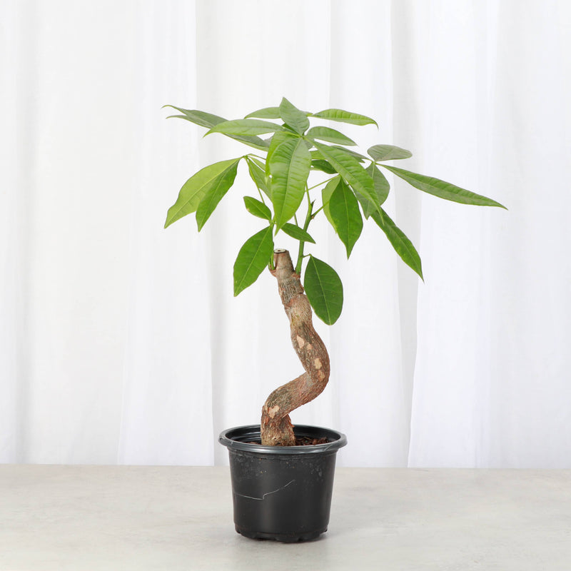 Thorsen's Greenhouse - Money Tree in a 4 grower's pot, showcasing lush green leaves, ideal for bright indoor spaces. Perfect for enhancing homes with positive energy.