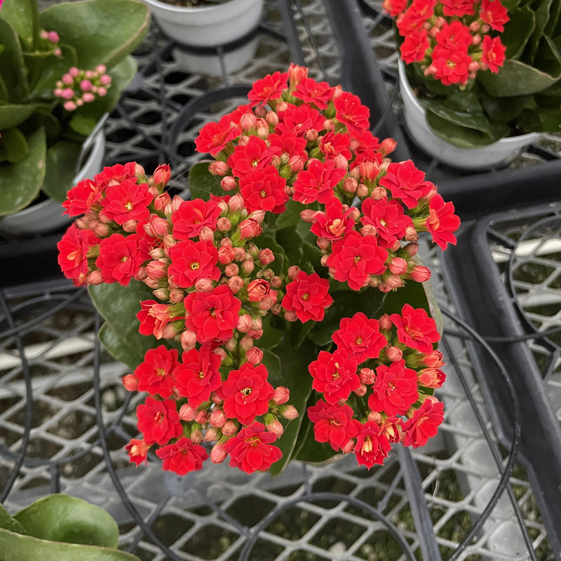 Thorsen's Greenhouse Flowering Calandiva Kalanchoe, a 4 live plant with vibrant blooms, in a plastic pot. A charming addition to any indoor space.