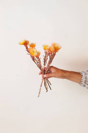 Idlewild Floral Co. - Sherbert Two Tone Silver Daisy, held in hand, showcasing vibrant dried flowers ideal for home decor or gifting.