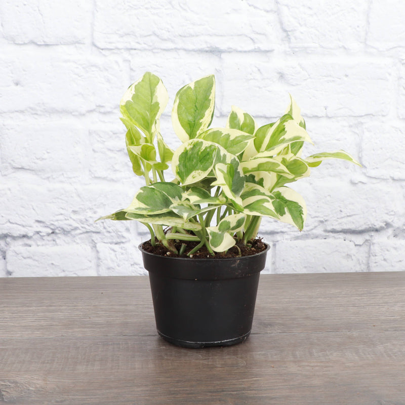 Thorsen's Greenhouse - Pearls and Jade Pothos, a vining houseplant with variegated green and white leaves in a plastic pot, shown on a table.